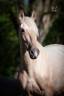 Yegua PRE Pura Raza Española En venta 2019 Palomino por Bronco XLV