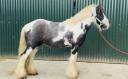 Caballo castrado Origen No Constatado En venta 2015 Pío