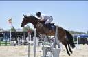 Yegua salto/ cce