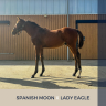 Potro Pura Sangre En venta 2024 Bayo por Spanish Moon