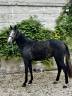 Caballo castrado Silla Francés En venta 2022 Tordo por Helios d’helby