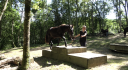 Caballo castrado Mérens En venta 2022 Negro por GUAPO DU SOULEILLA