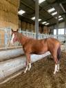 Caballo castrado Silla Francés En venta 2022 Alazán por ROY DE LA VALLEE