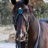 X-frontalera Shield Lazypony, X browband
