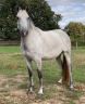 Yegua de ganadería Lusitano En venta 2020 Tordo por JEDI D'ESCOLINA