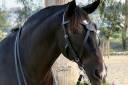 X-frontalera de cuero Celtic Lazypony, x browband
