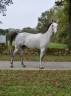 Caballo castrado Anglo-Arabe En venta 2016 Tordo