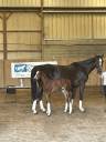 Yegua de ganadería Silla Francés En venta 2009 Alazán tostado por KANNAN