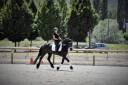 Caballo castrado Frisón Media-Pensión 2011 Negro