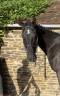 Caballo castrado Hannoveriano En venta 2021 Negro por SO UNIQUE