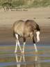 SHINING C GEE WHIZ - Paint Horse 2022 por Dun Splash Of Cream