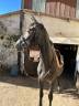 Caballo castrado Zangersheide En venta 2021 Tordo por CARTANI
