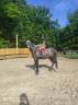 Caballo castrado Zangersheide En venta 2021 Tordo por CARTANI