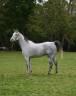 Caballo castrado Anglo-Arabe En venta 2016 Tordo