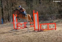 Caballo entero PFS Poni Françés de Silla En venta 2021 Bayo por Very star kerveyer