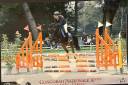 Caballo castrado Poni de Silla Inglés En venta 2010 Bayo