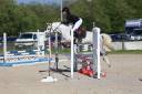 Yegua PFS Poni Françés de Silla En venta 2020 Tordo