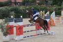 Caballo castrado Northlands, Nordlandshest En venta 2009 Bayo por ZUIDVELD V.D.K