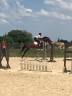 Yegua Silla Francés En venta 2013 Bayo moreno por DORSAY