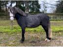 Caballo castrado Kerry Bog En venta 2019 Tordo
