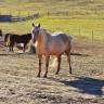 Yegua Quarter Horse En venta 2018 Palomino
