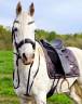 Yegua Appaloosa, excelentes papeles.