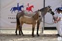 Yegua CDF - Caballo de doma francesa En venta 2024 Isabelo por Majestic de Massa 