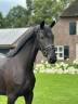 Yegua KWPN Caballo de Deporte Neerlandés En venta 2021 Negro por FURST DIOR
