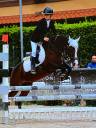 Caballo castrado Origine Constatée En venta 2009 Bayo moreno