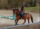 Caballo entero PFS Poni Françés de Silla En venta 2021 Bayo por ALGATOR