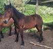 Caballo entero Otra raza de Caballos En venta 2024 Bayo por Teriaki
