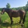Caballo castrado Otra raza de Caballos En venta 2016 Bayo
