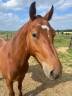 Caballo castrado Franca-Montaña En venta 2020 Bayo