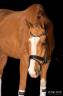 Caballo castrado Zangersheide En venta 2012 Alazán