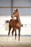 Potranca sBs Caballo de Deporte Belga En venta 2023 Alazán