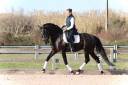 Caballo castrado Lusitano En venta 2019 Negro por ESQUIVO