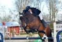 Yegua Cheval de Selle Italien En venta 2015 Bayo por VELENTINO