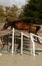 Semental KWPN Caballo de Deporte Neerlandés En venta 2022 Bayo por Conthargos