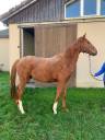 Caballo castrado Silla Francés En venta 2021 Alazán por ROY DE LA VALLEE