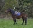 Caballo castrado Origen No Constatado En venta 2014 Bayo
