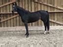 Yegua Zangersheide En venta 2021 Negro