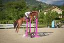 Caballo castrado Silla Francés En venta 2014 Alazán por Vagabond de la Pomme