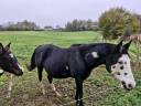 Yegua de ganadería Paint Horse En venta 2012 Negro por GNB MR STEELE CHIEF