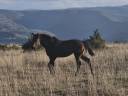 Potranca Silla Francés En venta 2024 Bayo moreno por Conthargos