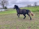 Caballo castrado New Forest En venta 2022 Tordo por KENZO