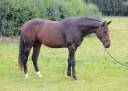 Semental sBs Caballo de Deporte Belga En venta 2023 Bayo por Dollar du Rouet