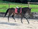 Caballo castrado sBs Caballo de Deporte Belga En venta 2023 Bayo por Dollar du Rouet