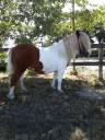 Caballo castrado Shetland En venta 2020 Pío por VELOUR DU BOURRISSON