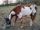 Caballo castrado Paint Horse En venta 2006 Pío