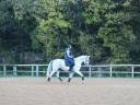 Caballo castrado Lusitano En venta 2017 Tordo por ARAGAO (PRT)